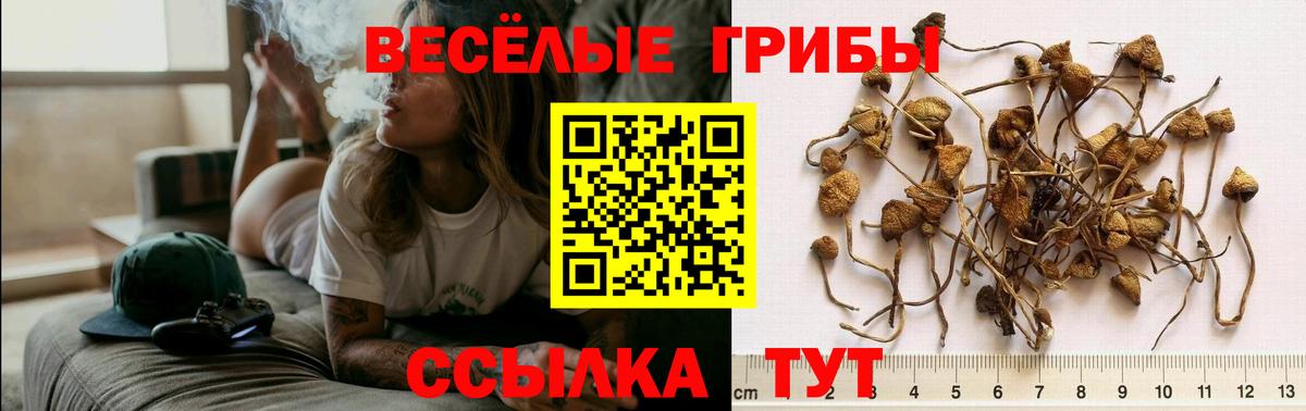 Псилоцибиновые грибы Cubensis Боровичи