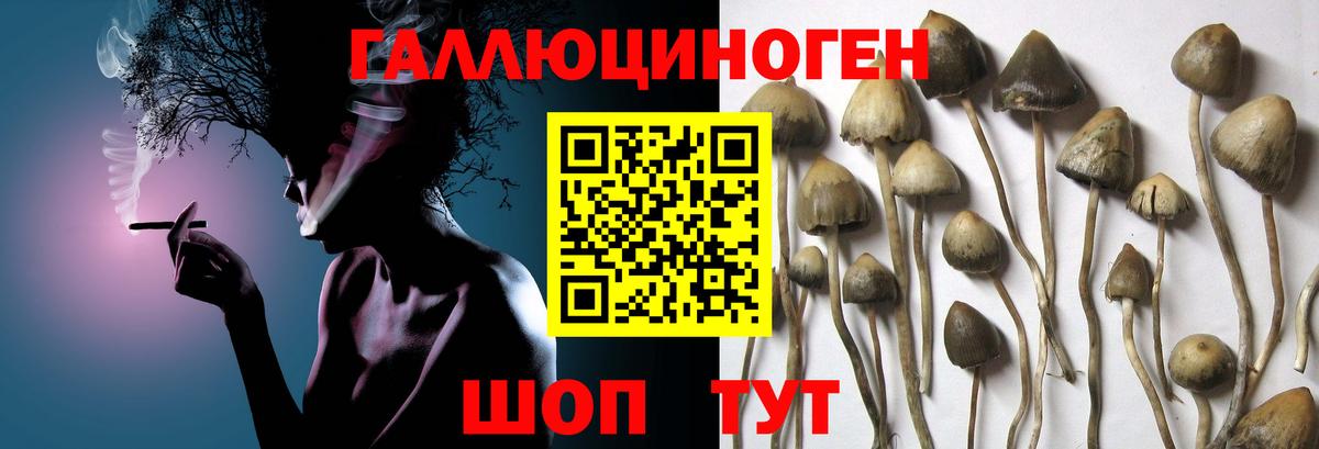 Псилоцибиновые грибы Psilocybe  Вход с VPN  где продают   Боровичи 